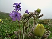 28 Soldanelle alpine (Soldanella alpina) con anemoni sulfurei